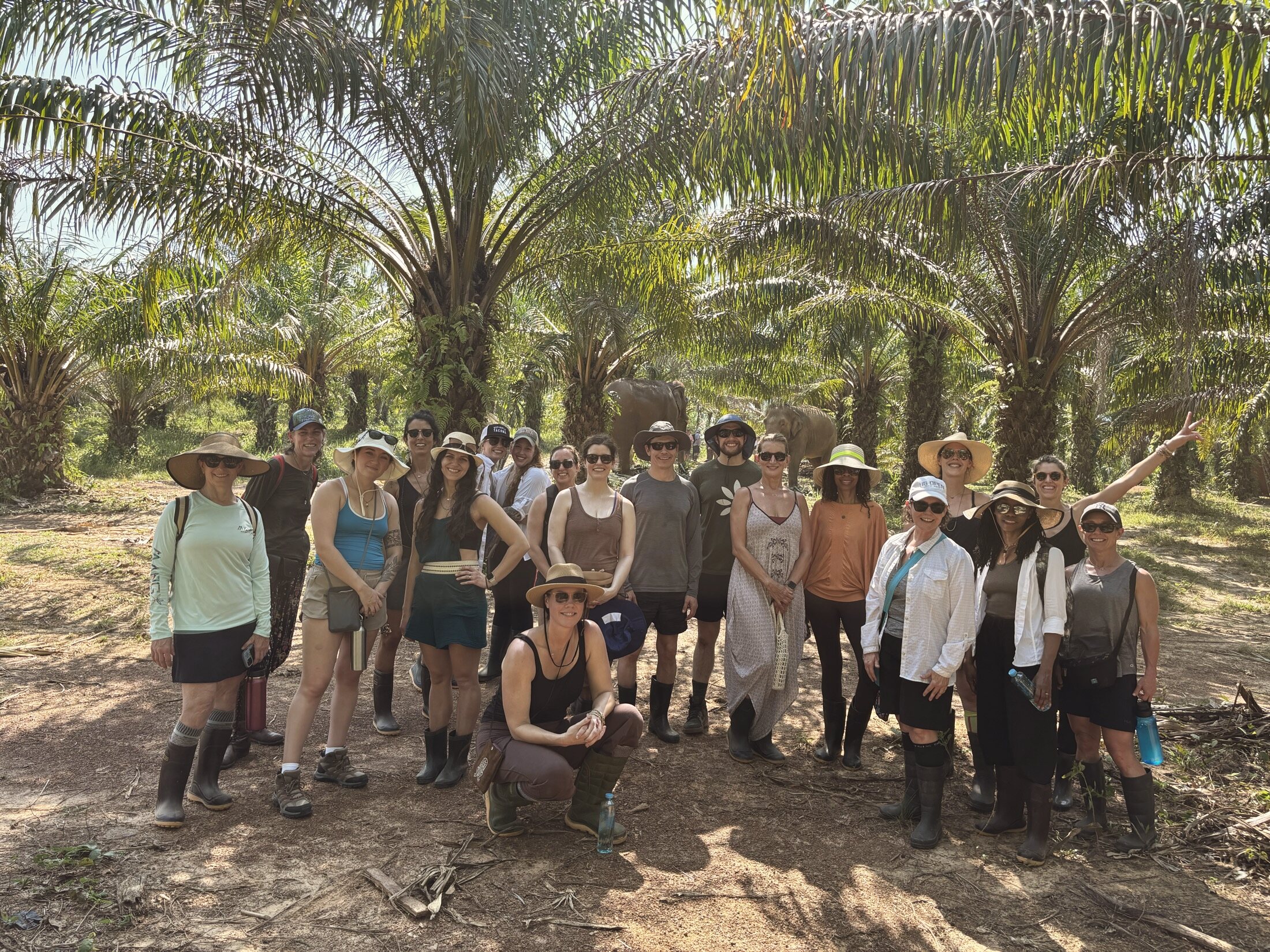 The Rebel group with elephants among the palms in Thailand