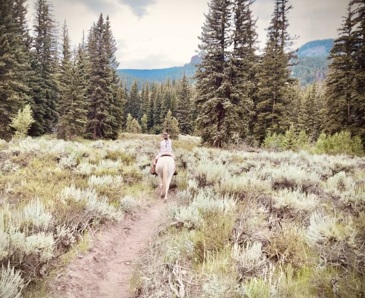 Riding a white horse down a wild trail through the pines